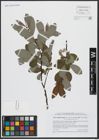 Foto von Salix appendiculata Vill.